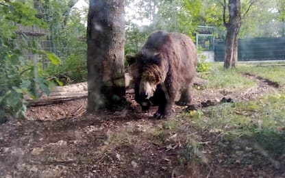Trentino, è Kj1 l'orsa catturata e munita di radiocollare