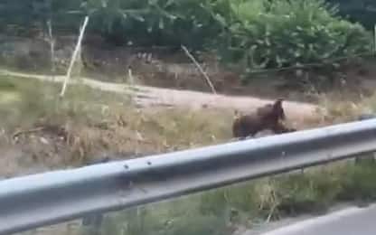 Trento, cucciolo d'orso avvistato su strada tra Covelo e Vezzano VIDEO
