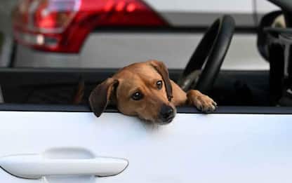 Gorizia, cane chiuso in auto al caldo per fare aperitivo: denunciati