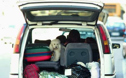 Viaggio in auto con cane o gatto: ecco cosa bisogna sapere