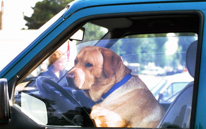 Come trasportare cani e gatti in auto e moto in modo sicuro: ecco le regole  e i consigli