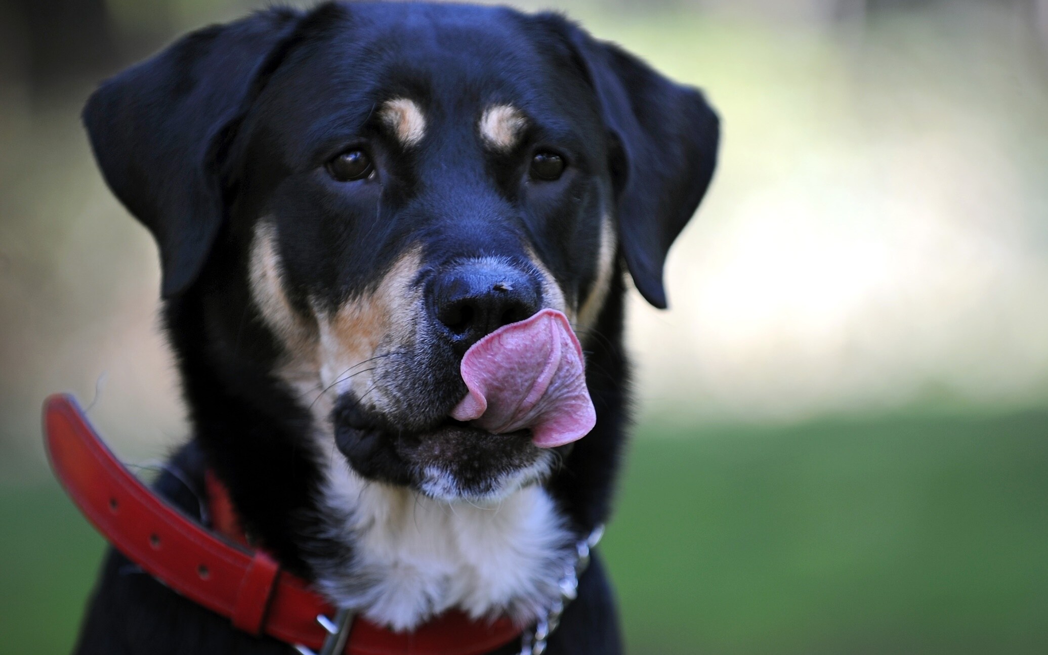 Che Razza è Il Cane Della Pubblicità Di Sky