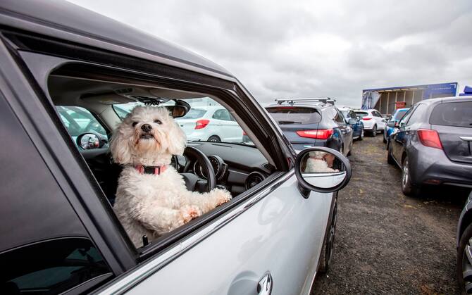 Come portare il cane in moto: come farlo e normativa 