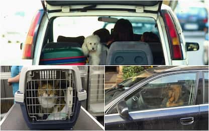 Portare cani e gatti in auto e moto in modo sicuro: regole e consigli