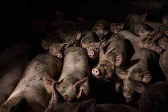 After weaning the swines stay in the same crowded cage for 4/6 months, then they're divided in 2 groups: fattening or reproduction.