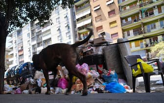 A dog walks past overflowing trash bins on July 10, 2019 in the Centocelle district of Rome, as the Italian capital struggles with a renewed garbage emergency aggravated by the summer heat. (Photo by Tiziana FABI / AFP)        (Photo credit should read TIZIANA FABI/AFP via Getty Images)