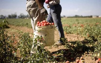 Decreto Sostegni bis, via al bonus lavoratori agricoli 2021