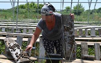 1227780295 Yulia Koretska, technologist at the Ravlyk-2016 farm, inspects snails at a farm in Voynivka in Ukraine's Poltava region on July 7, 2020. - Ex-Soviet Ukraine's fledgling snail industry now boasts some 400 farms which have found eager buyers in European countries like Italy and Spain. But sweeping coronavirus restrictions that plunged the global food service industry into an unprecedented crisis have threatened to wipe out the fledgling farms in one of Europe's poorest countries. (Photo by GENYA SAVILOV / AFP) (Photo by GENYA SAVILOV/AFP via Getty Images)