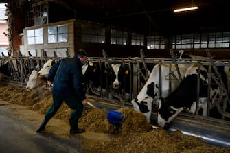 Italian milk farmer Dario Sereno, wearing a face mask, feeds cows in his farm on March 26, 2020 in the countryside of Vottignasco, Piedmont, during the country's lockdown following the COVID-19 new coronavirus pandemic. (Photo by MARCO BERTORELLO / AFP) (Photo by MARCO BERTORELLO/AFP via Getty Images)