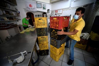 An employee is at work at the Limoncello factory, extension of the Aceto family lemon tree farm, on July 2, 2020 in Amalfi. (Photo by Filippo MONTEFORTE / AFP) (Photo by FILIPPO MONTEFORTE/AFP via Getty Images)