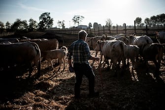 Italian cattle breeder Pier Domenico Dotta holds his smartphone that he uses to check the cattle stall register app in his farm in Villafalletto, near Turin, northwestern Italy on October 25, 2018. - With this free app made by "Anaborapi" (Piedmontese Bovine Breeders Association) cattle breeders check the conditions of every single cow. Animals wear a special collar with a "chip" used to connect each animal to the app software. (Photo by MARCO BERTORELLO / AFP)        (Photo credit should read MARCO BERTORELLO/AFP via Getty Images)