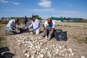 ZAPPONETA, ITALY - MAY 29: Workers collect the round onions to put them into baskets and load them on the vans on May 29, 2020 in Zapponeta, Italy. The onions of Zapponeta, recognized as Apulian Traditional Agri-Food Product, are grown in the Zapponeta area in the province of Foggia. (Photo by Donato Fasano/Getty Images)