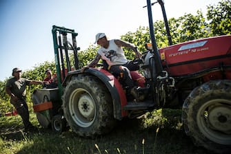 VERDUNO, ITALY - OCTOBER 16: General views during the grape harvest for Barolo wine on October 16, 2019 in Verduno, Italy. (Photo by Stefano Guidi/Getty Images)