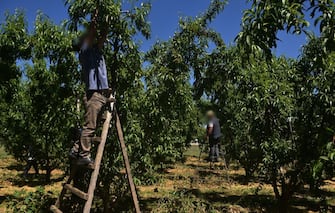 Albanian farm workers use ladders to pick peaches in an orchard on May 8, 2020, in Veria, northern Greece. - Albania supplies most of the thousands of seasonal labourers that normally work on Greek fruit farms, but this year, with coronavirus restrictions, the labour movement has been impeded. (Photo by Sakis MITROLIDIS / AFP) (Photo by SAKIS MITROLIDIS/AFP via Getty Images)