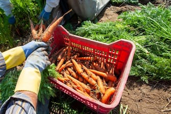 ZAPPONETA, ITALY - MAY 29: A basket full of freshly harvested carrots from a field on May 29, 2020 in Zapponeta, Italy. The carrots of Zapponeta, recognized as Apulian Traditional Agri-Food Product, are grown in the Zapponeta area in the province of Foggia. (Photo by Donato Fasano/Getty Images)