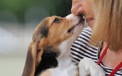 Epilessia, anche i cani non addestrati possono fiutare una crisi