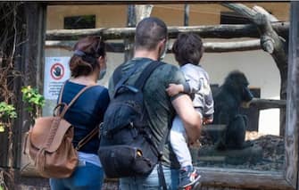 Una famiglia guarda un gorilla allo zoo