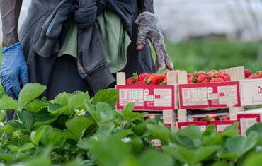 Inps, contributi per i braccianti agricoli: le aliquote per il 2021