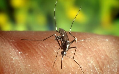 Zanzare geneticamente modificate per combattere la malaria. Lo studio