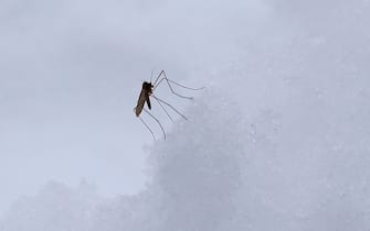 07 January 2019, Bavaria, Irsee: A mosquito sits on the deep snow. Photo: Karl-Josef Hildenbrand/dpa