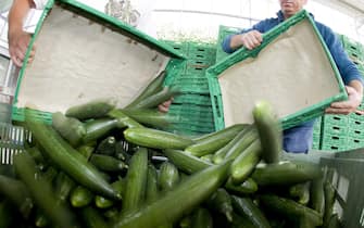 La distruzione di un raccolto di cetrioli in un'azienda agricola europea, in un'immagine d'archivio