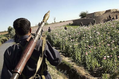 Afghanistan, talebani: "Stop oppio": ma Paese è al centro rotte eroina