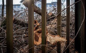 Rimozione degli alberi tagliati del parco di via Bassini. I tronchi tagliati (Milano - 2020-01-04, Marco Passaro) p.s. la foto e' utilizzabile nel rispetto del contesto in cui e' stata scattata, e senza intento diffamatorio del decoro delle persone rappresentate