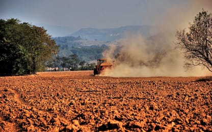 Un terzo della frutta europea è contaminato da pesticidi: lo studio