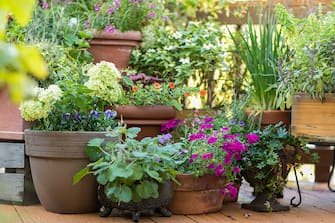 ALEXANDRIA, VA-AUGUST 22: Miriam Settles calls herself the container gardener thanks to a flourishing balcony garden full of plant life ranging from flowers to fruits and veggies. She grows plentiful Calibrachoa and Hydrangea in pots. Her garden is frequented by frogs, butterflies, and bumblebees. (Photo by April Greer For The Washington Post via Getty Images)