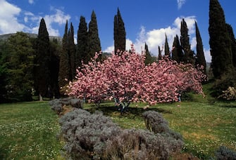 Vegetation and plants in the Garden of Ninfa, Cisterna di Latina, Lazio, Italy.