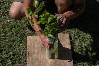 MILAN, ITALY - MAY 21: A gardener plants a young hornbeam as part of the "Forestami" project on May 21, 2021 in Milan, Italy. Forestami is an ambitious urban forestry project aiming to plant 3 millions trees in the Metropolitan City of Milan by 2030, in order to improve air quality and to fight climate change; currently 281,160 shrubs and trees have already been planted.  (Photo by Emanuele Cremaschi/Getty Images)