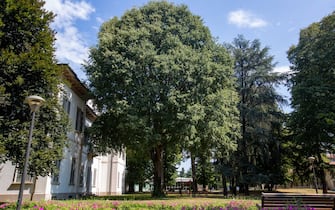 Milano, albero di Bagolaro nel giardino della biblioteca di Cernusco (Milano - 2021-08-24, Massimo Alberico) p.s. la foto e' utilizzabile nel rispetto del contesto in cui e' stata scattata, e senza intento diffamatorio del decoro delle persone rappresentate