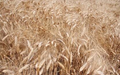 Guerra in Ucraina, Coldiretti: "Prezzi del grano ai massimi da 9 anni"