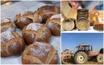 pane grano pasta rincari guerra ucraina