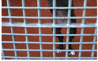 Milano, messo in salvo un cane abbandonato da mesi su un balcone