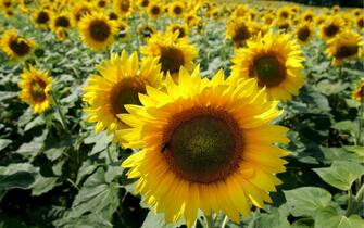 Guerra ucraina Girasole