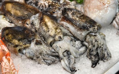 Porto Empedocle, sequestrati 1.500 ricci di mare e 12 chili di pesce