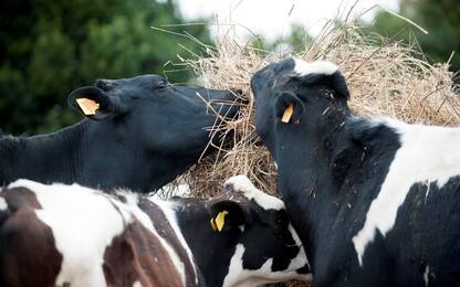 Cuneo, bovini morti per diserbante vietato: multata azienda agricola