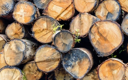 Guerra in Ucraina, il legno aumenta del 230%