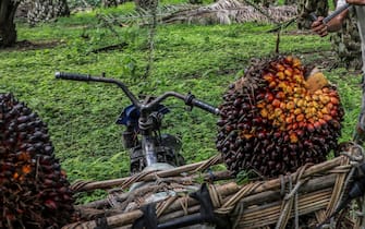 epa09826223 A worker loads freshly harvested palm fruits onto his motorbike at a palm oil plantation in Deliserdang, North Sumatra, Indonesia, 15 March 2022. Indonesia has implemented tighter restrictions on palm oil exports by increasing the Domestic Market Obligation (DMO) quota to 30 per cent from the previous 20 per cent to cope with the shortage of cooking oil in the domestic market.  EPA/DEDI SINUHAJI