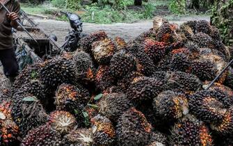 epa09341446 A worker sorts freshly harvested palm fruits at a palm oil plantation in Barus, Central Tapanuli Regency, North Sumatra, Indonesia, 13 July 2021. According to Indonesian finance minister, the country's economy is expected to grow 3.7 to 4.5 percent in 2021 amid the new surge of coronavirus Covid-19 pandemic.  EPA/DEDI SINUHAJI