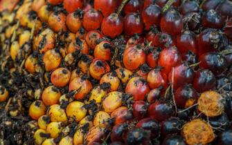 epaselect epa09826231 A close up view of freshly harvested palm fruits at a palm oil plantation in Deliserdang, North Sumatra, Indonesia, 15 March 2022. Indonesia has implemented tighter restrictions on palm oil exports by increasing the Domestic Market Obligation (DMO) quota to 30 per cent from the previous 20 per cent to cope with the shortage of cooking oil in the domestic market.  EPA/DEDI SINUHAJI