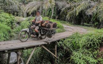 epa09341447 A worker carries freshly harvested palm fruits on his motorbike at a palm oil plantation in Barus, Central Tapanuli Regency, North Sumatra, Indonesia ,13 July 2021. According to Indonesian finance minister, the country's economy is expected to grow 3.7 to 4.5 percent in 2021 amid the new surge of coronavirus Covid-19 pandemic.  EPA/DEDI SINUHAJI