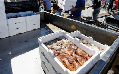 Salerno, rubavano pesce per i ristoranti: in sei ai domiciliari