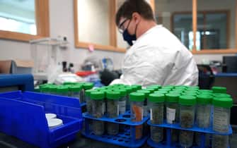 Apollo Labs, a marijuana testing facility in Scottsdale, can test for microbial contaminants, residual solvents, pesticides, heavy metals, herbicides, mycotoxins, terpenes, and potency. Chemists prepare the samples to be tested.

Apollo Labs (Photo by Cheryl Evans/The Republic / USA Today Network/Sipa USA)