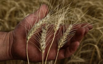 Wheat crisis, agreement between Russia and Ukraine in Istanbul: what it consists of