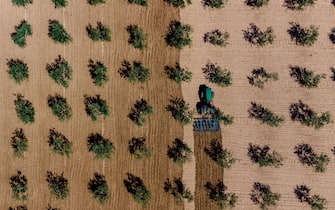 Top view of a field of olive groves being plowed on July 14, 2022 at Ruvo di Puglia.
In Puglia there is still no water crisis but the pre-alarm phase has started.
The heat waves arriving also in Puglia have triggered the alarm especially in the agricultural sector: according to the calculations of Coldiretti Puglia, 80 million cubic meters of water are missing in the artificial reservoirs compared to the total capacity. But what is worrying, Coldiretti continues, is the reduction in production yields of wheat and other cereals, but also that of fodder for feeding animals and vegetables and fruit. In Puglia, the bill paid by agriculture for the drought would amount to over 70 million euros a year, again according to Coldiretti. Furthermore, climate change has caused the rise in water temperature and low tides in the Apulian seas (Photo by Davide Pischettola/NurPhoto via Getty Images)