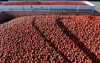 Freshly picked tomatoes in containers wait to washed at the factory of Italian chopped tomatoes or polpa company 'Mutti' near Parma, northern Italy, on September 11, 2019. - The 'Mutti' company was founded 120 years ago. Last year, the group, which now employs more than 500 people to which are added 1,200 seasonal workers in summer, has recorded sales of 308 million euros, with an increase of 16.7 percent over a year. (Photo by Miguel MEDINA / AFP)        (Photo credit should read MIGUEL MEDINA/AFP via Getty Images)