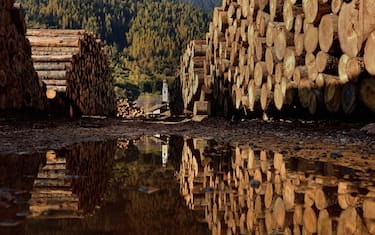 Stack of fir trunks, Mezzano, Fiera di Primiero, Primiero Valley, Trentino-Alto Adige, Italy.