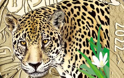 La Zecca conia una nuova moneta da 5 euro dedicata al giaguaro 
